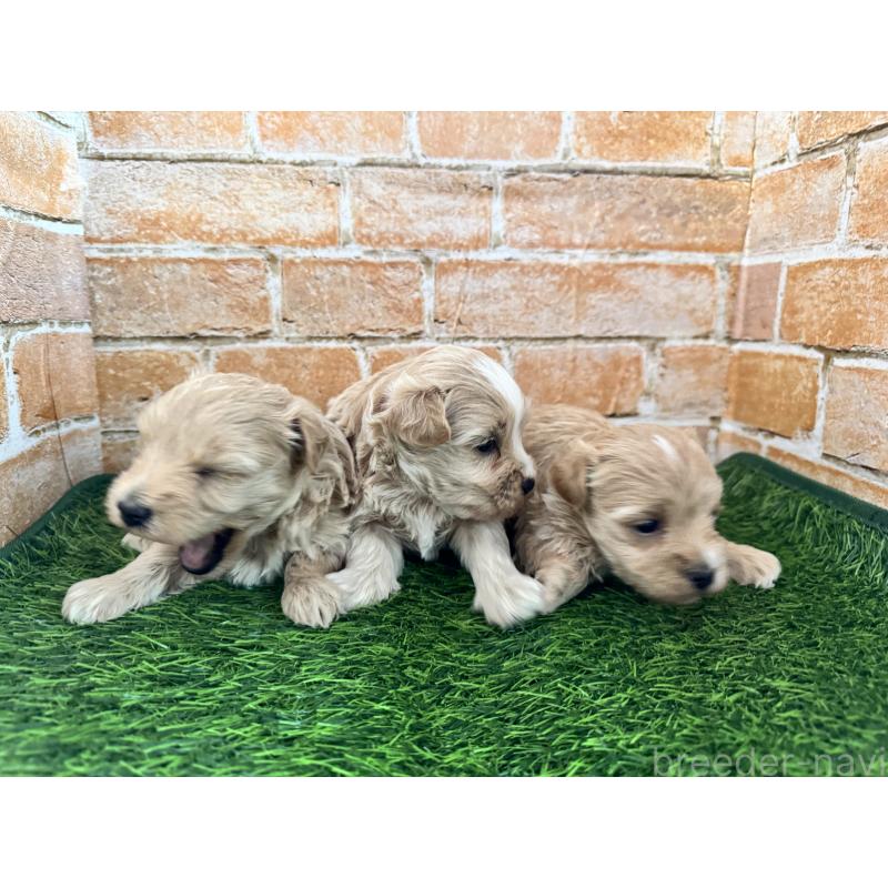 販売中の茨城県のマルプー:マルチーズ×トイプードル-427228の5枚目