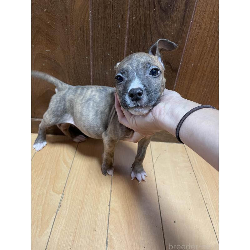 販売中の佐賀県のアメリカンピットブルテリア-427229の3枚目