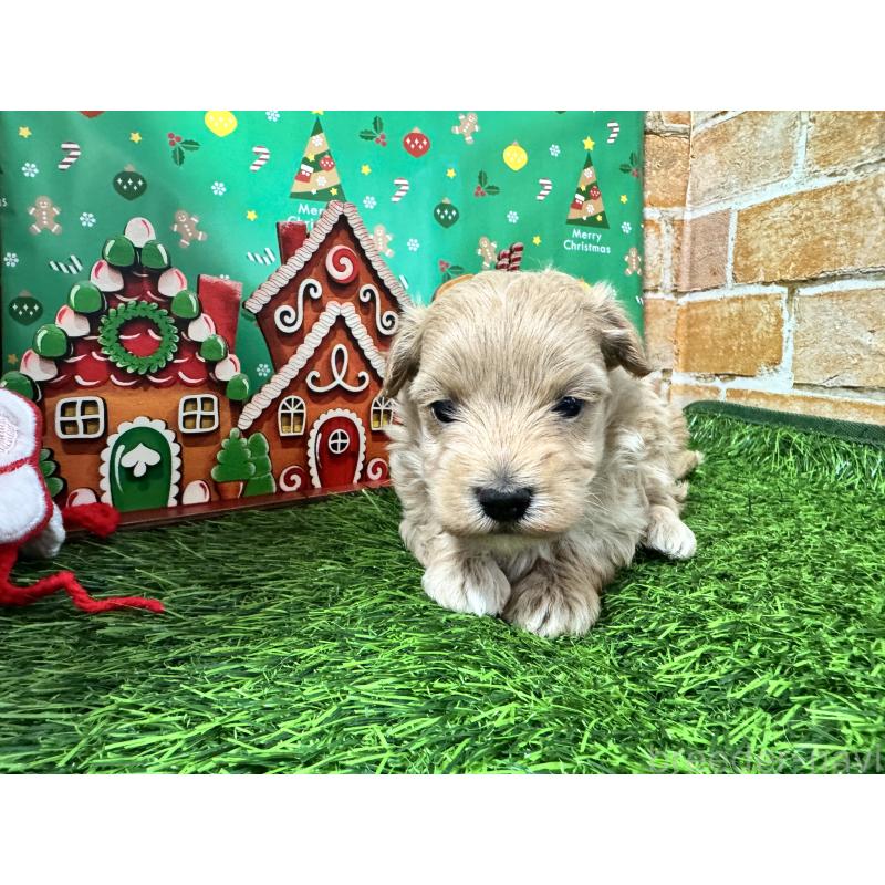 販売中の茨城県のマルプー:マルチーズ×トイプードル-427230の2枚目