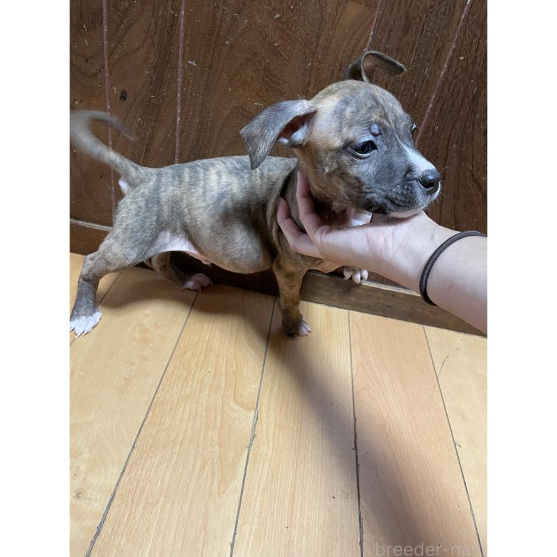 販売中の佐賀県のアメリカンピットブルテリア-427229の2枚目