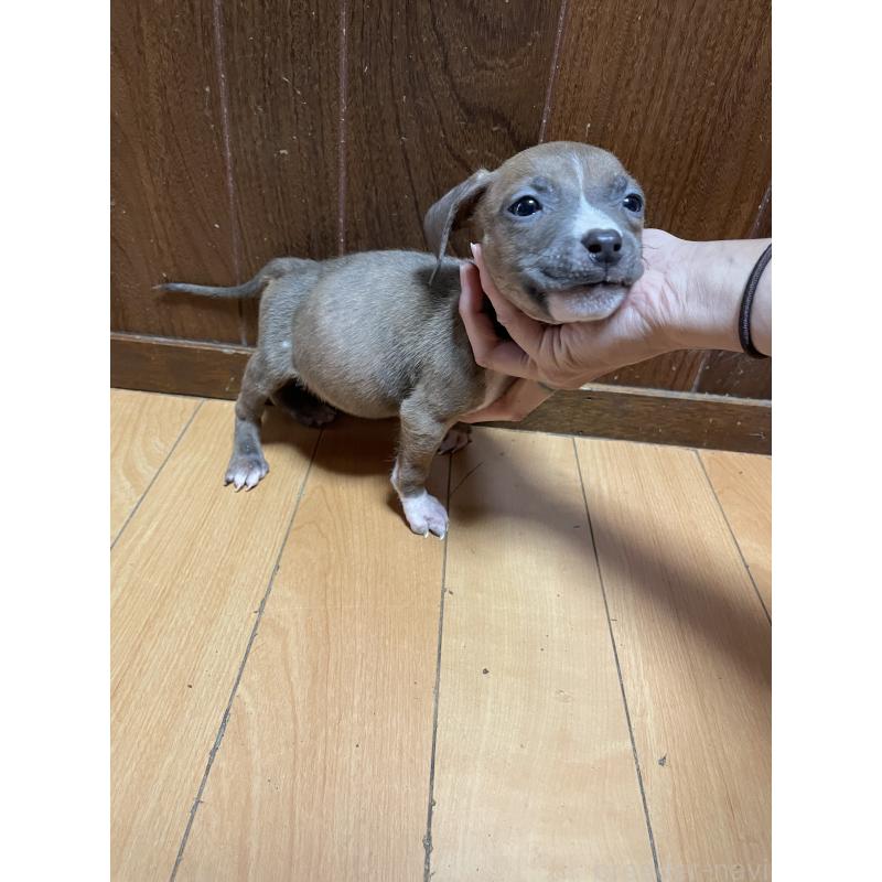 販売中の佐賀県のアメリカンピットブルテリア-427231の6枚目