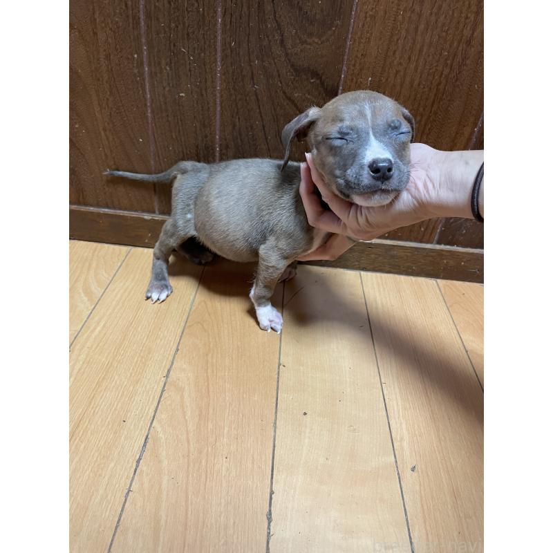 販売中の佐賀県のアメリカンピットブルテリア-427231の5枚目