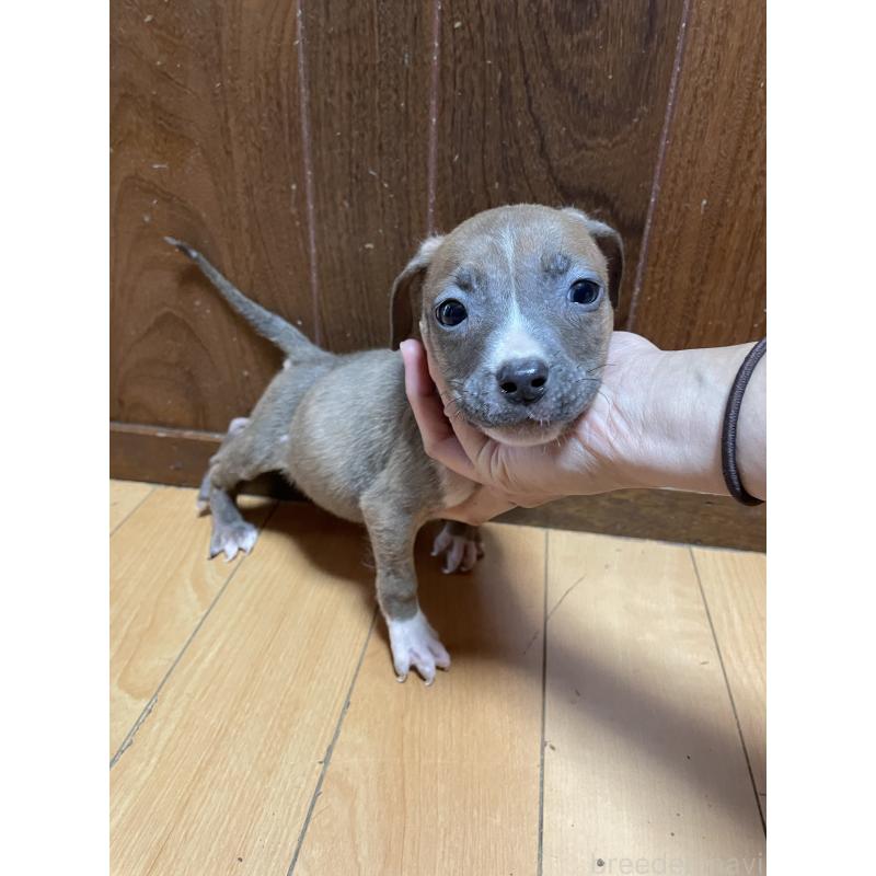 販売中の佐賀県のアメリカンピットブルテリア-427231の4枚目