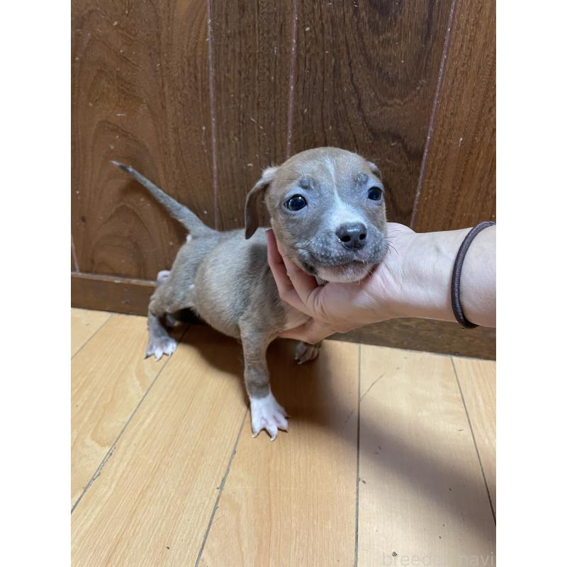 販売中の佐賀県のアメリカンピットブルテリア-427231の3枚目