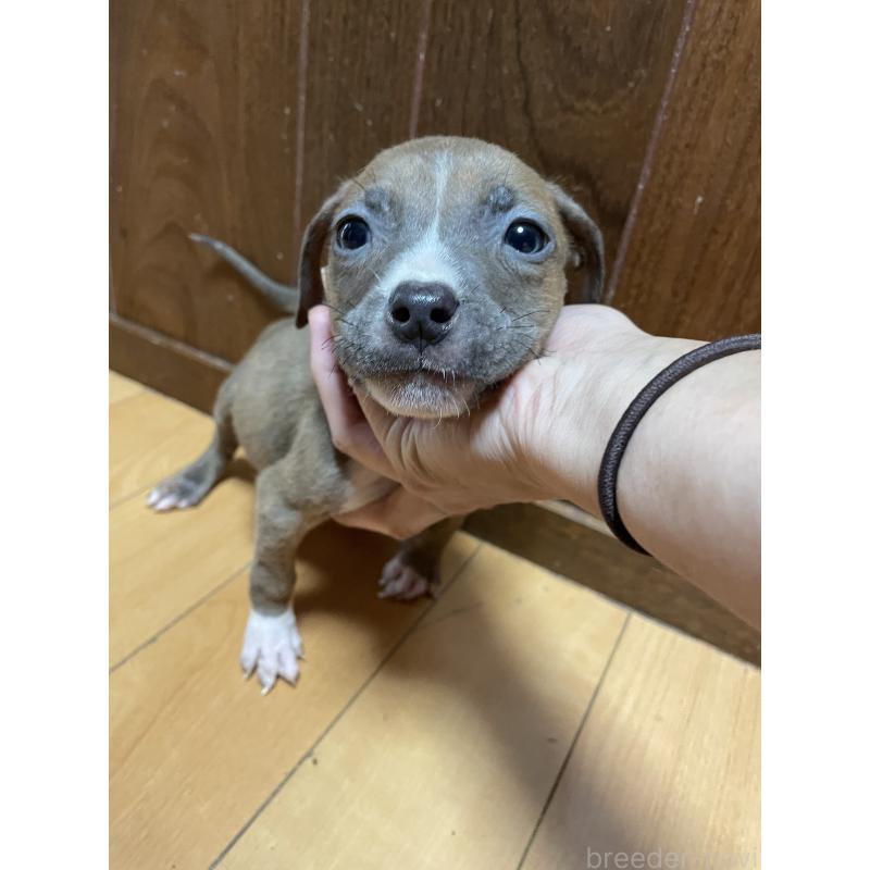 販売中の佐賀県のアメリカンピットブルテリア-427231の2枚目