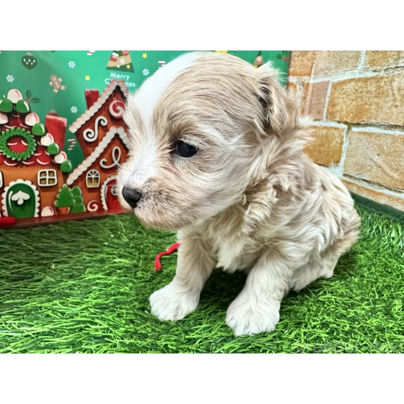 販売中の茨城県のマルプー:マルチーズ×トイプードル-427234の3枚目