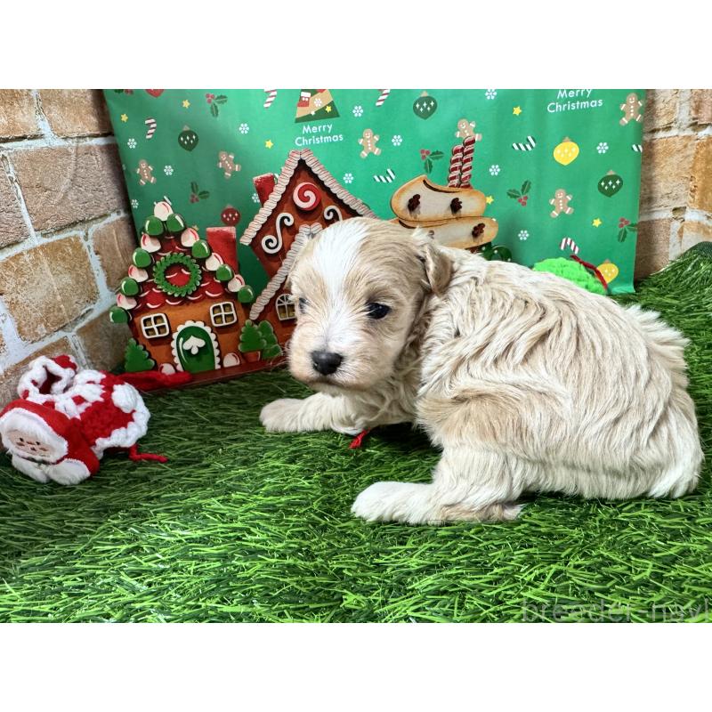 販売中の茨城県のマルプー:マルチーズ×トイプードル-427234の2枚目