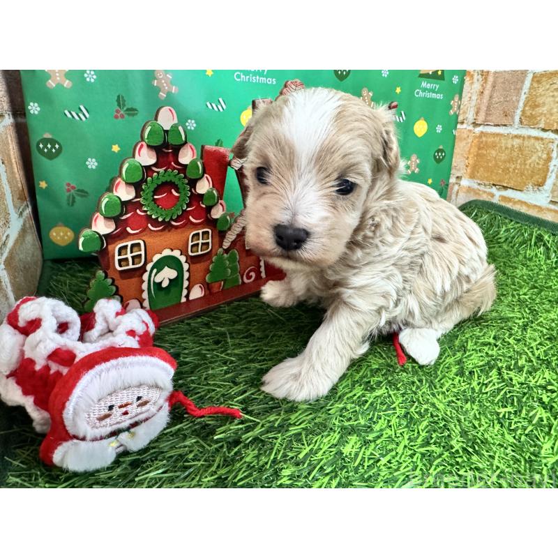 販売中の茨城県のマルプー:マルチーズ×トイプードル-427234