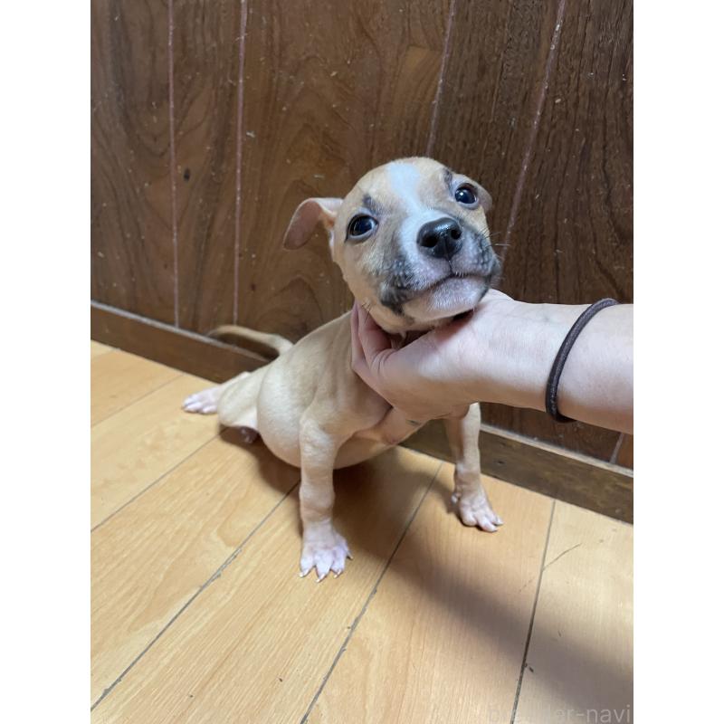 商談中の佐賀県のアメリカンピットブルテリア-427232の5枚目