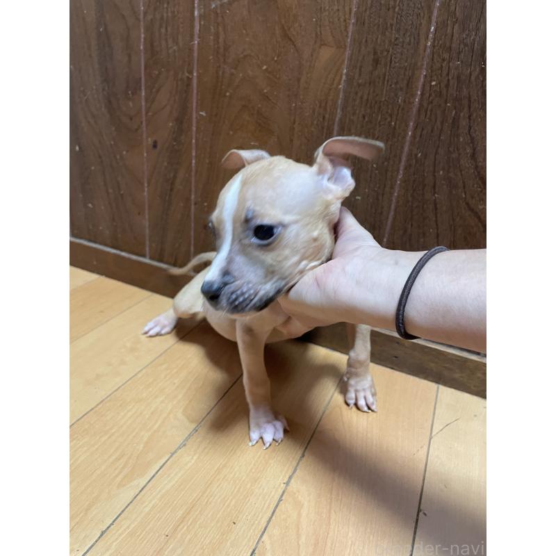 商談中の佐賀県のアメリカンピットブルテリア-427232の4枚目