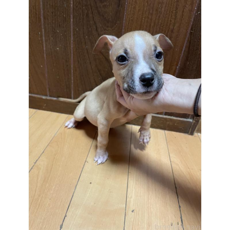 商談中の佐賀県のアメリカンピットブルテリア-427232の3枚目