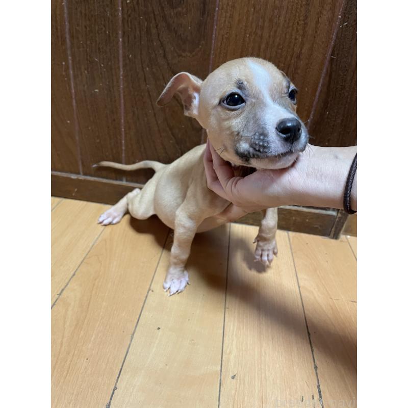 商談中の佐賀県のアメリカンピットブルテリア-427232の2枚目