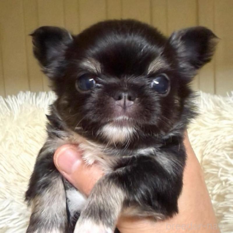 販売中の徳島県のチワワ(ロングコート)-427237の1枚目