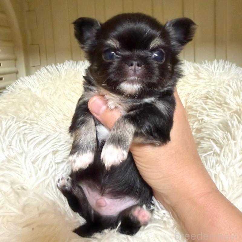 販売中の徳島県のチワワ(ロングコート)-427237の3枚目