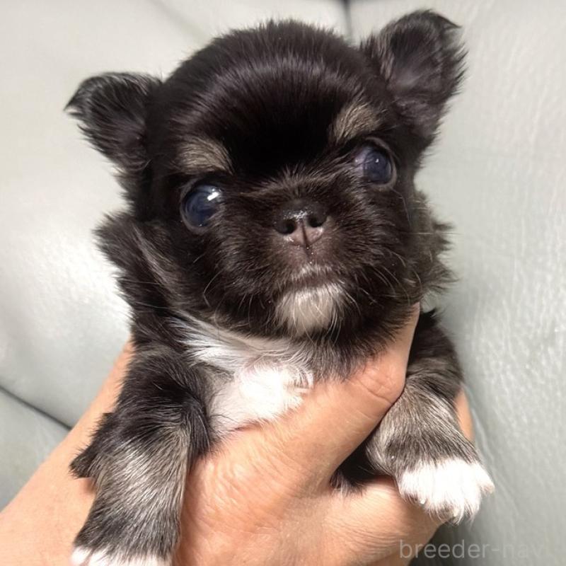 販売中の徳島県のチワワ(ロングコート)-427237の4枚目