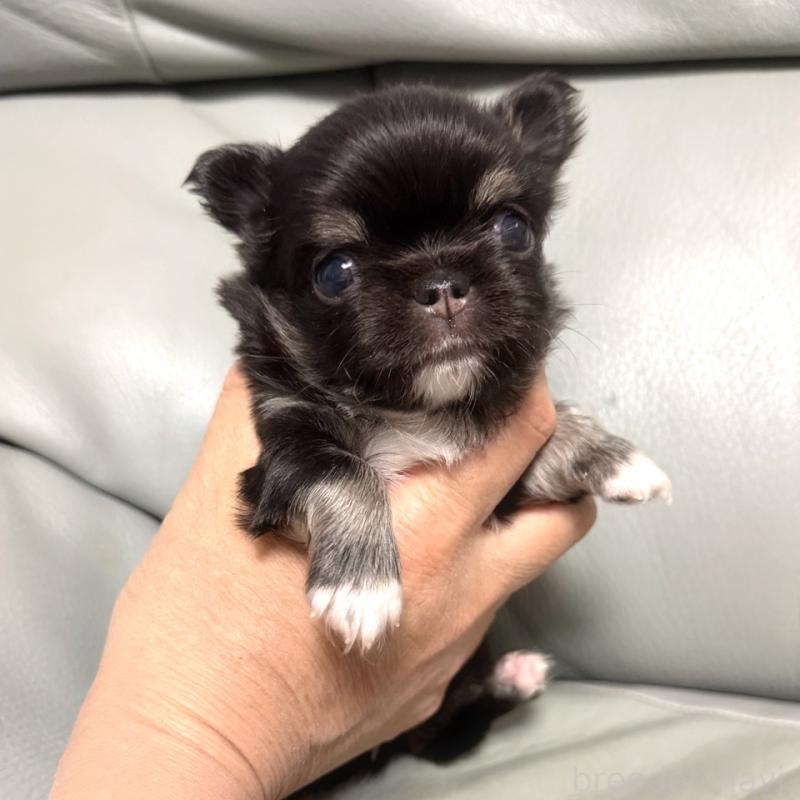 販売中の徳島県のチワワ(ロングコート)-427237の2枚目