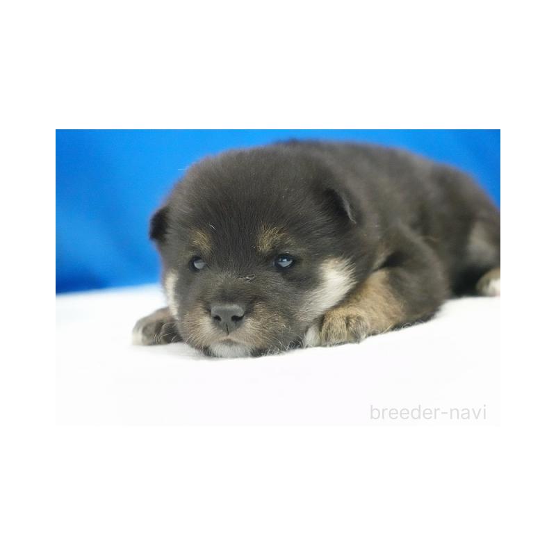 販売中の愛知県の柴犬-427233の5枚目