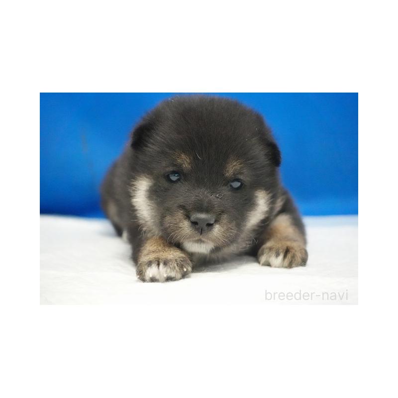 販売中の愛知県の柴犬-427233の4枚目