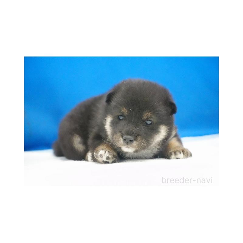 販売中の愛知県の柴犬-427233の3枚目