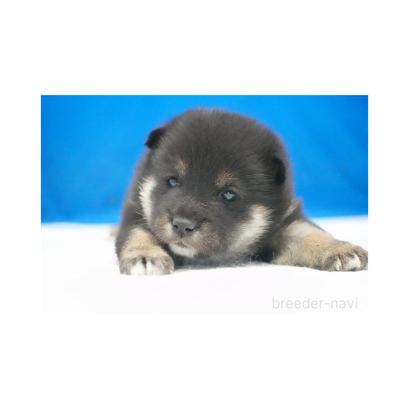 販売中の愛知県の柴犬-427233の2枚目