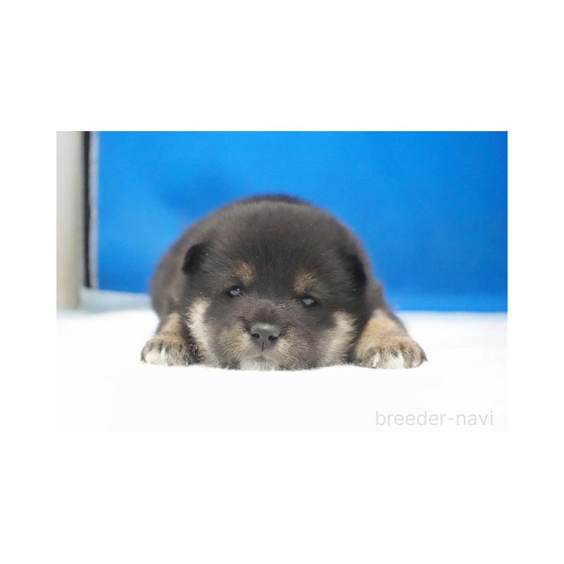 販売中の愛知県の柴犬-427233の1枚目