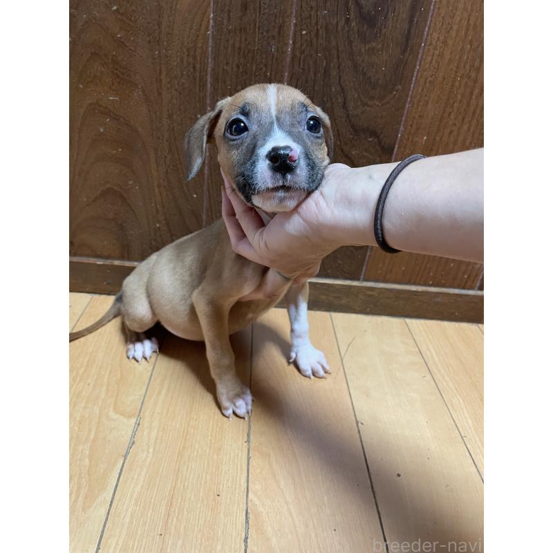 販売中の佐賀県のアメリカンピットブルテリア-427235の2枚目