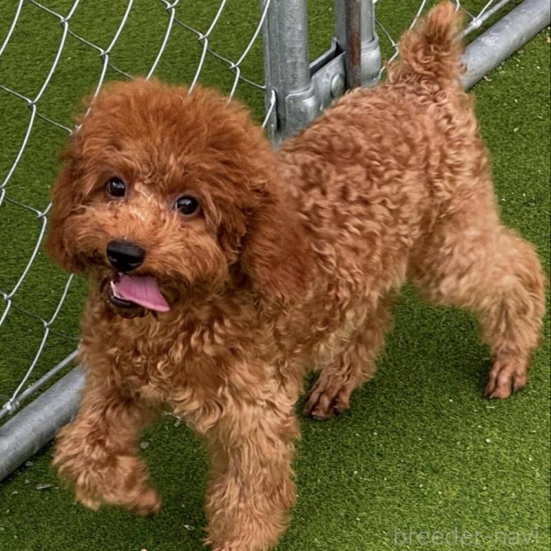 販売中の群馬県のトイプードル-427236