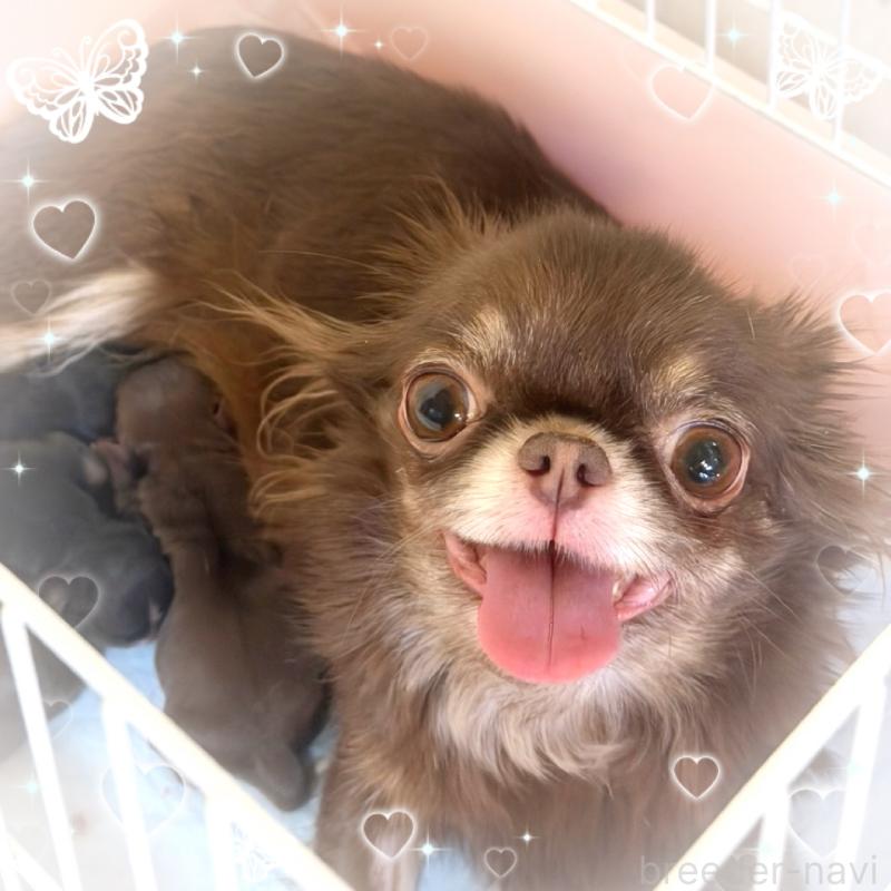 おしるこちゃん1枚目