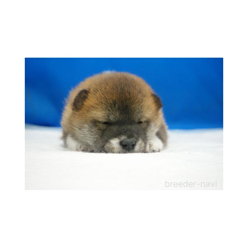 販売中の愛知県の柴犬-427238の5枚目