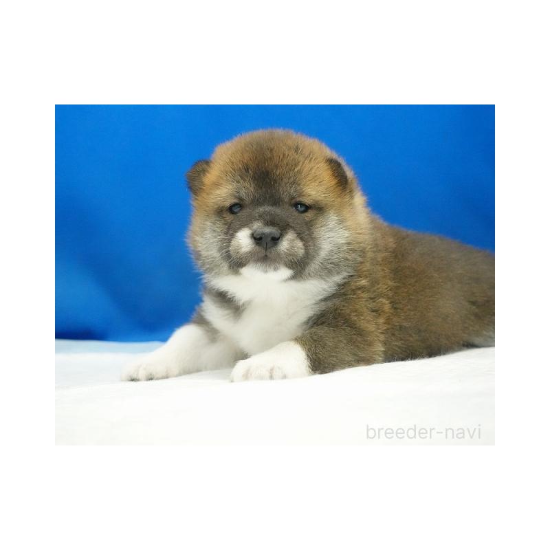 販売中の愛知県の柴犬-427238の4枚目