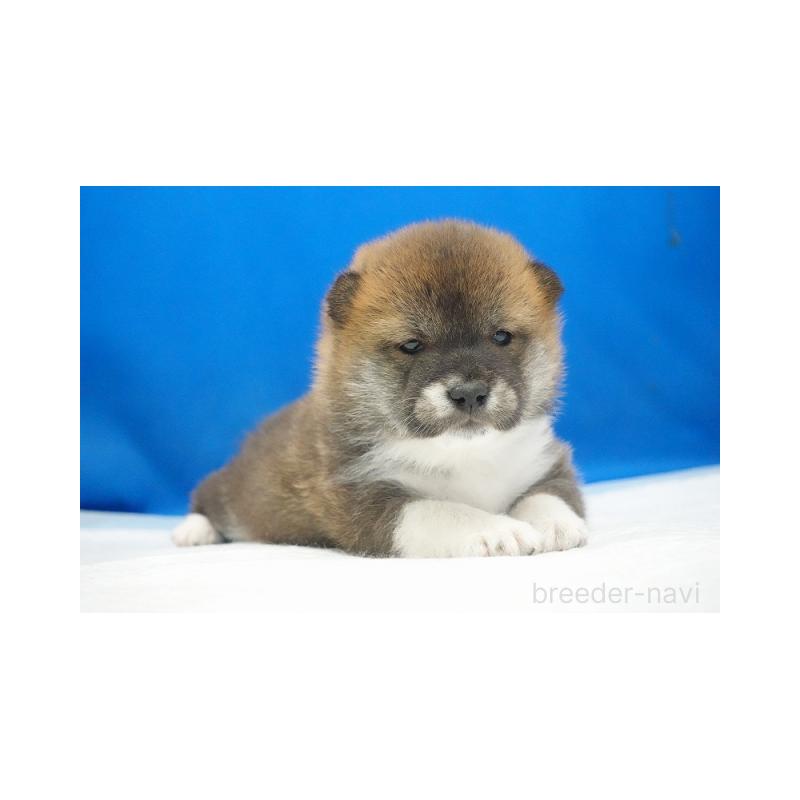 販売中の愛知県の柴犬-427238の3枚目