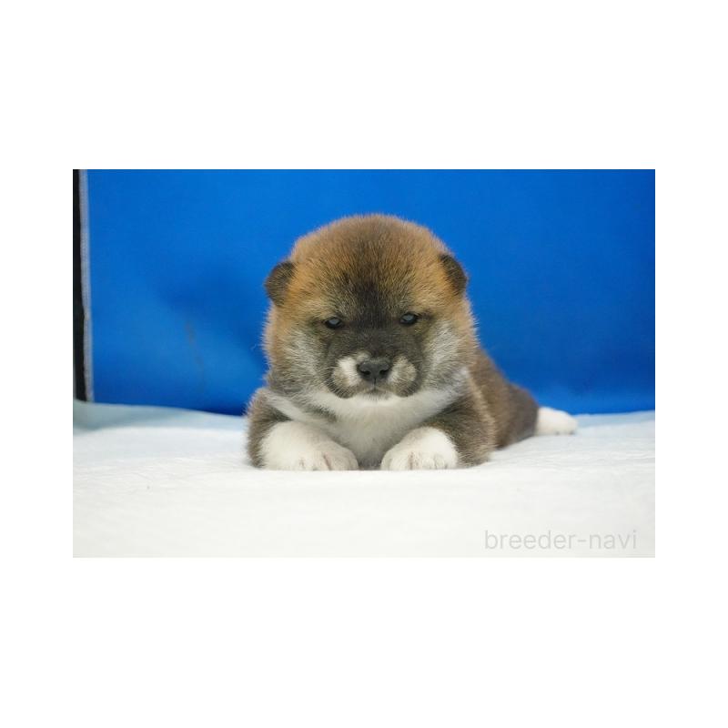 販売中の愛知県の柴犬-427238の2枚目