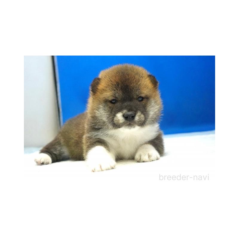 販売中の愛知県の柴犬-427238