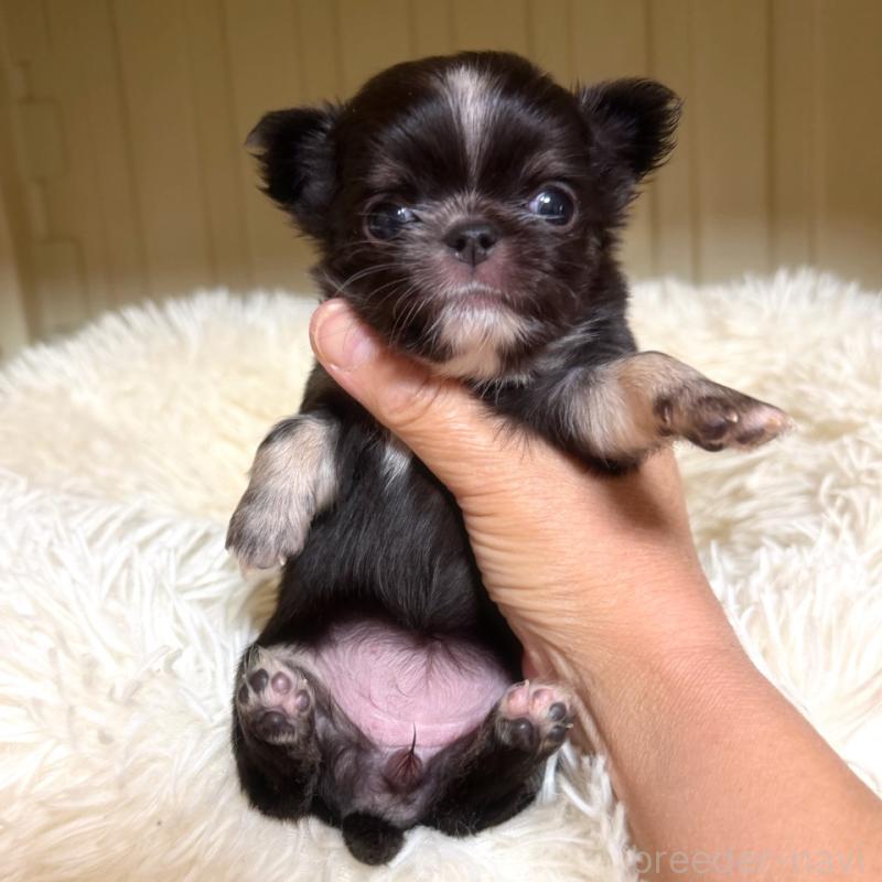 販売中の徳島県のチワワ(ロングコート)-427239の4枚目