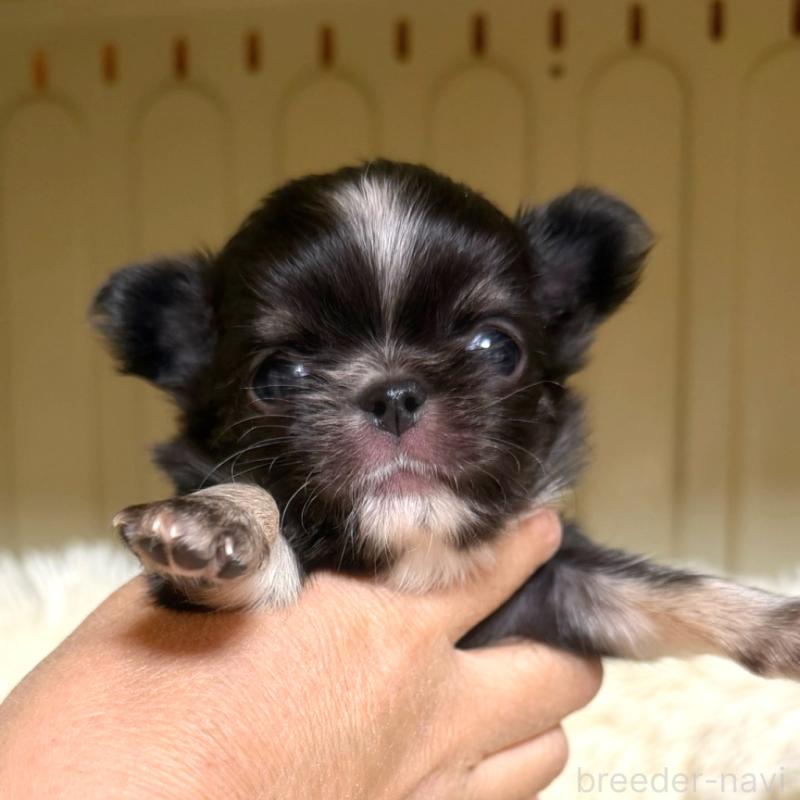 販売中の徳島県のチワワ(ロングコート)-427239