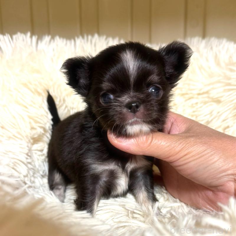 販売中の徳島県のチワワ(ロングコート)-427239の3枚目