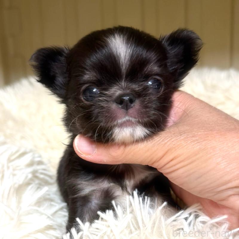 販売中の徳島県のチワワ(ロングコート)-427239の2枚目