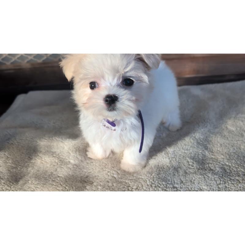 成約済の熊本県のマルチーズ-424412の4枚目