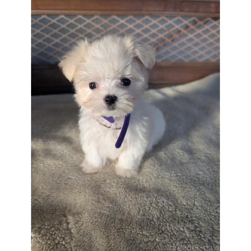 成約済の熊本県のマルチーズ-424412の3枚目