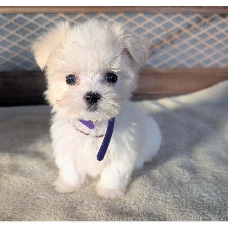 成約済の熊本県のマルチーズ-424412の2枚目