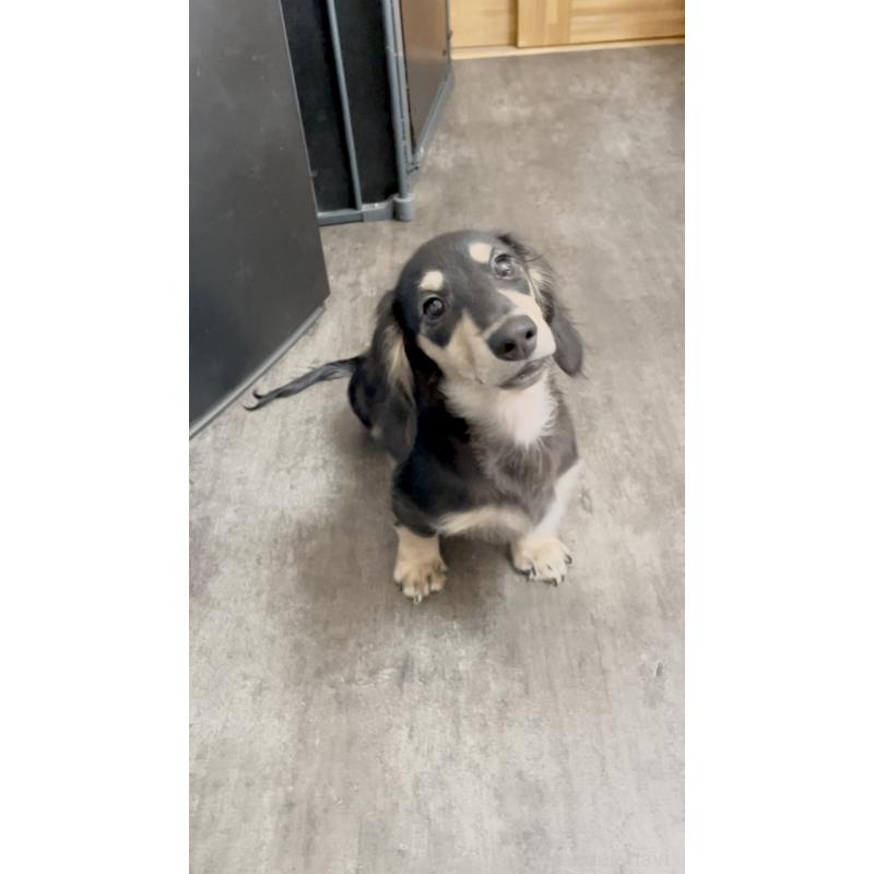 販売中の広島県のカニンヘンダックスフンド(ロングヘアード)-407784の11枚目