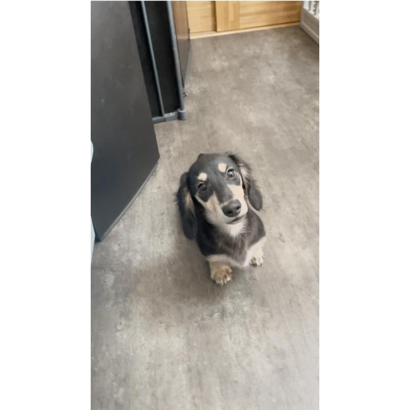 販売中の広島県のカニンヘンダックスフンド(ロングヘアード)-407784の10枚目