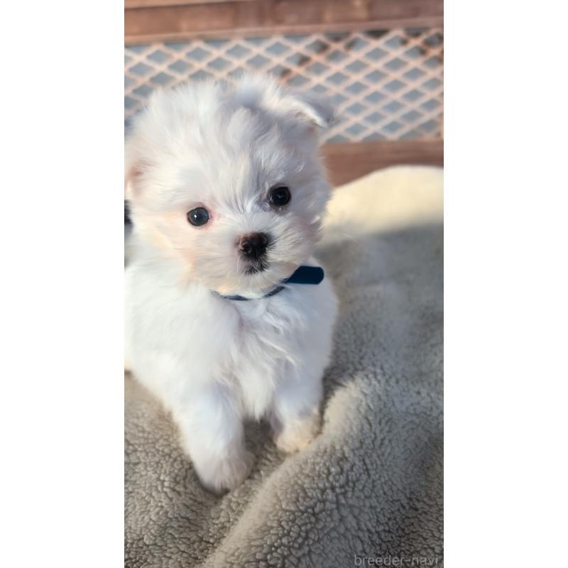 成約済の熊本県のマルチーズ-424407の3枚目