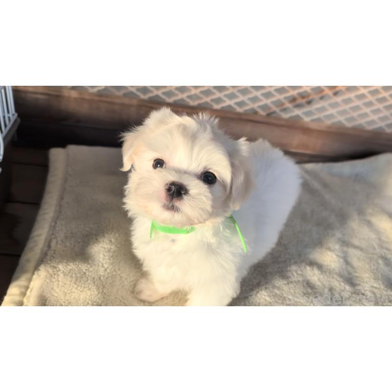 成約済の熊本県のマルチーズ-424409の4枚目