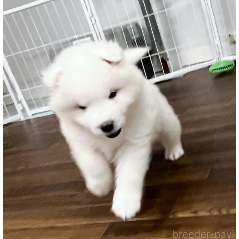 成約済の東京都のサモエド-426585の7枚目