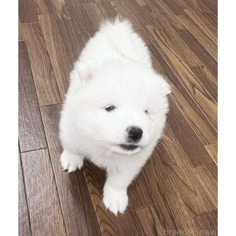 成約済の東京都のサモエド-426585の6枚目