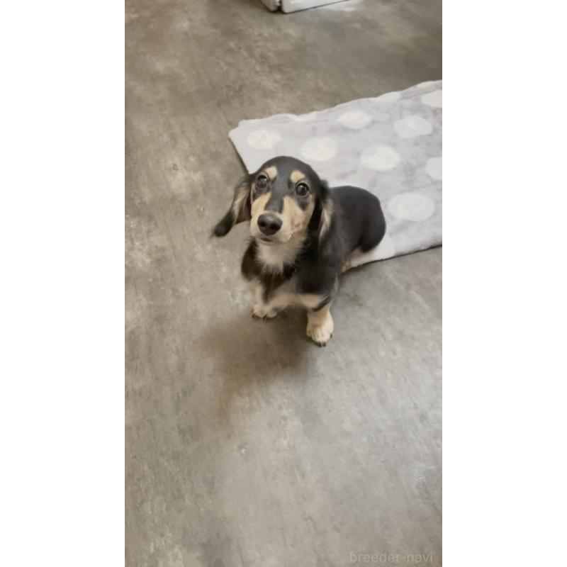 販売中の広島県のカニンヘンダックスフンド(ロングヘアード)-407783の9枚目