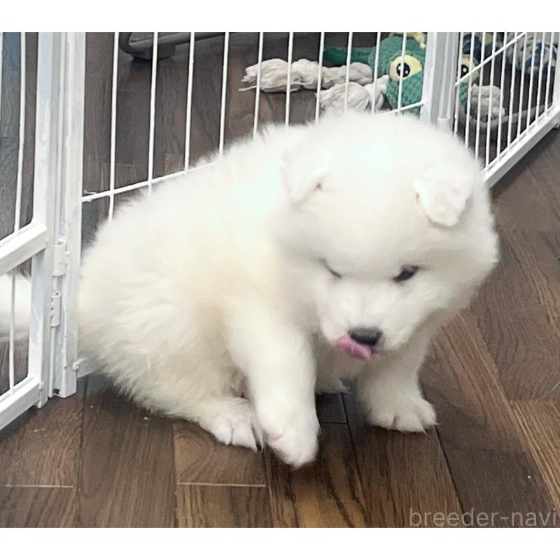 成約済の東京都のサモエド-426585の5枚目