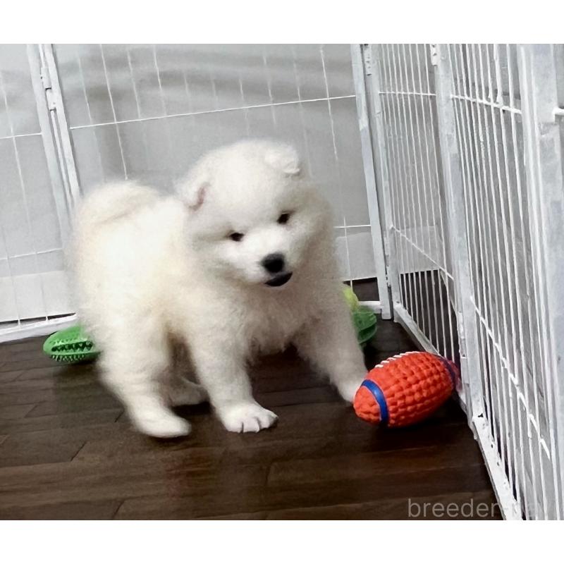 成約済の東京都のサモエド-426585の4枚目