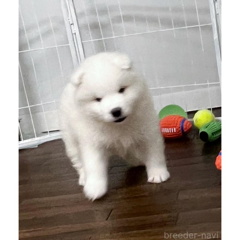 成約済の東京都のサモエド-426585の3枚目